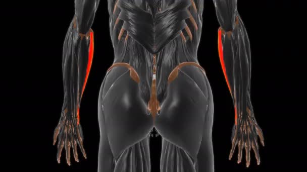 Humeral Head Flexor Carpi Ulnaris Muscle Anatomy Medical Concept Animation — Stock video