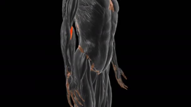 三维动画医学概念的体位分生者的体部头刺激肌肉解剖 — 图库视频影像