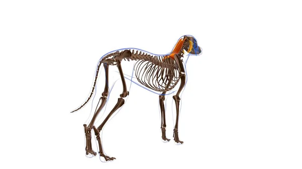 Muscolo Romboideo Anatomia Del Muscolo Del Cane Concetto Medico Illustrazione — Foto Stock