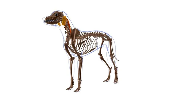 Longissimus Capitis Muscular Anatomía Muscular Del Perro Para Concepto Médico — Foto de Stock