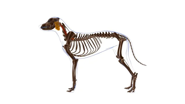 Longissimus Captis筋肉犬の筋肉解剖学的構造 3Dイラスト — ストック写真