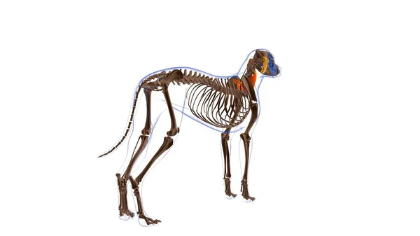 Longissimus Cervicis Muscle Anatomia Muscolare Del Cane Concetto Medico Illustrazione — Foto Stock