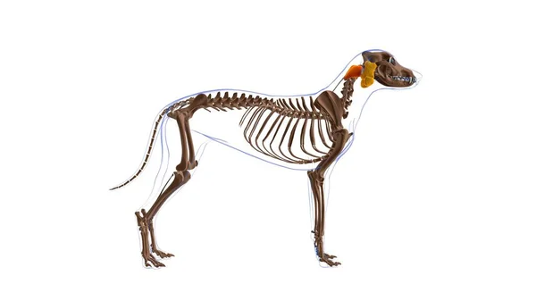 Obliquus Capitis Caudalisの筋肉犬の筋肉解剖学 3Dイラスト — ストック写真