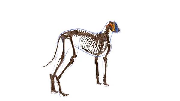 Obliquus Capitis Cranialis Собачий Анатомія Медичної Концепції Ілюстрація — стокове фото