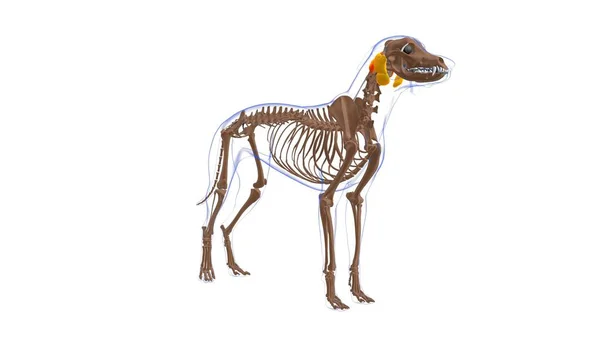 Obliquus Captis Cranialis Musce犬の筋肉解剖学的構造 3Dイラスト — ストック写真