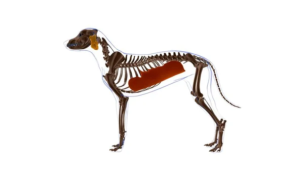 Obliquus Externus Mięśnie Brzucha Anatomia Mięśni Psa Koncepcji Medycznej Ilustracja — Zdjęcie stockowe