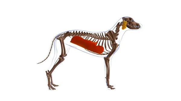 Obliquo Externus Muscolo Addominale Anatomia Muscolare Del Cane Concetto Medico — Foto Stock