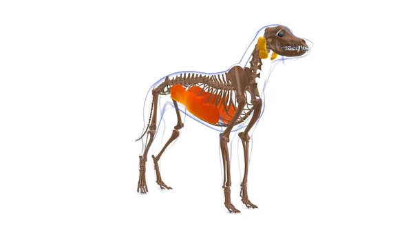 Obliquus Externus Abdominis Muskel Hundmuskel Anatomi För Medicinskt Begrepp Illustration — Stockfoto