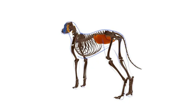 Obliquo Internus Muscolo Addominale Anatomia Muscolare Del Cane Concetto Medico — Foto Stock