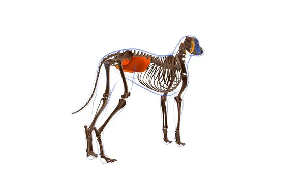 Obliquo Internus Muscolo Addominale Anatomia Muscolare Del Cane Concetto Medico — Foto Stock