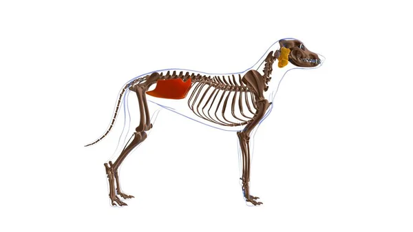 Obliquus Internus Abdominis Muskel Hundmuskel Anatomi För Medicinskt Begrepp Illustration — Stockfoto