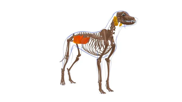 Obliquus Internus Abdominis Músculo Anatomía Muscular Del Perro Para Concepto — Foto de Stock