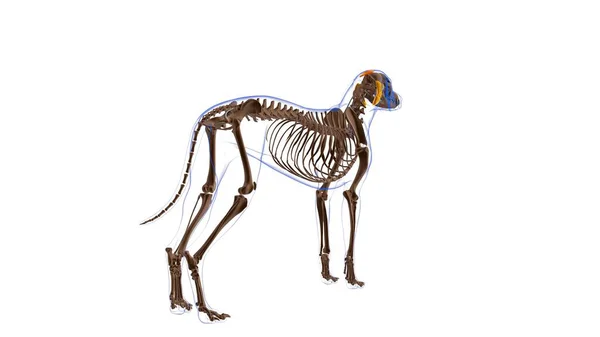 Muscolo Occipitalis Anatomia Del Muscolo Del Cane Concetto Medico Illustrazione — Foto Stock