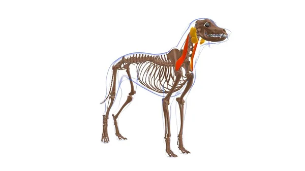 Omotransversarius Muscolo Anatomia Del Muscolo Del Cane Concetto Medico Illustrazione — Foto Stock