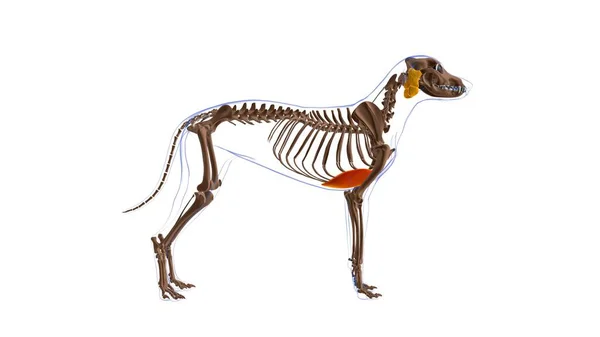 Pectoralis Profundus Músculo Anatomía Muscular Del Perro Para Concepto Médico — Foto de Stock