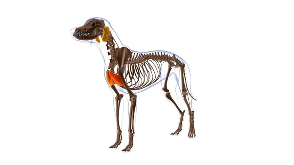 Pectoralis Superficialis Собаки Анатомія Медичної Концепції Ілюстрація — стокове фото