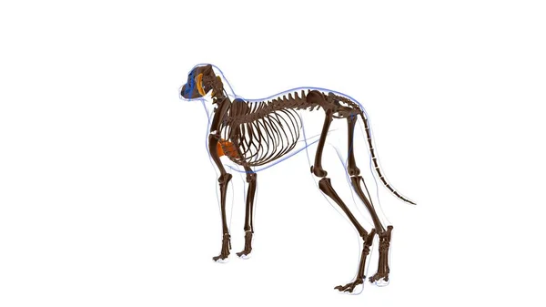 Pectoralis Superficialis Muskel Hundemuskel Anatomie Für Medizinisches Konzept Illustration — Stockfoto
