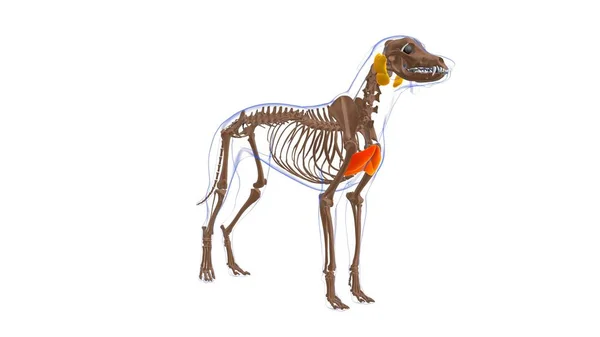 Pectoralis Επιφανειακός Μυς Σκύλος Ανατομία Μυών Για Medical Concept Εικονογράφηση — Φωτογραφία Αρχείου