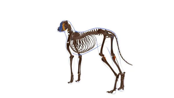骨骼肌犬肌肉解剖学医学概念3D图解 — 图库照片