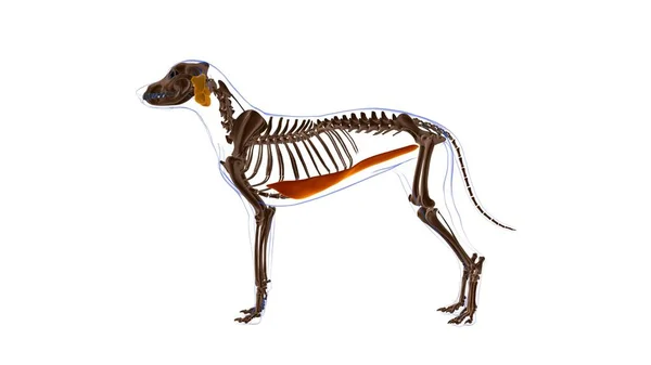 Anatomia Muscular Músculo Reto Abdominal Cão Para Ilustração Médica Conceito — Fotografia de Stock