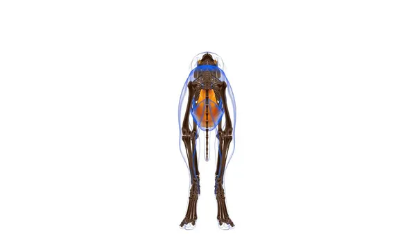 腹直肌狗肌肉解剖医学概念3D图解 — 图库照片