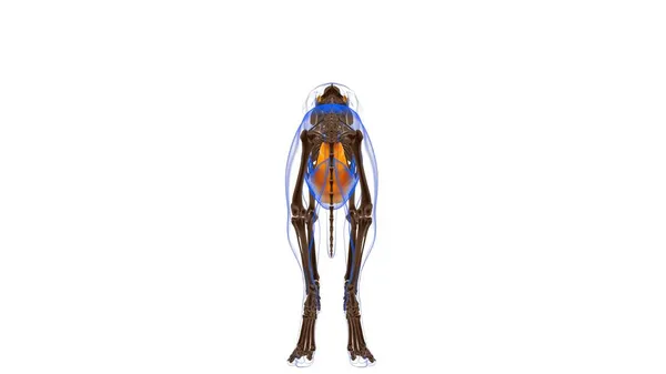 Anatomía Muscular Del Músculo Recto Abdominal Del Perro Para Ilustración — Foto de Stock