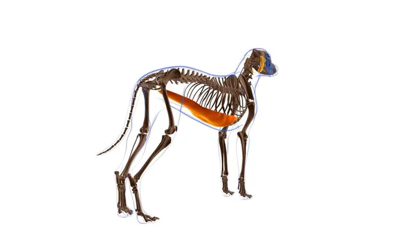 Anatomia Del Muscolo Del Cane Del Muscolo Dell Addome Del — Foto Stock