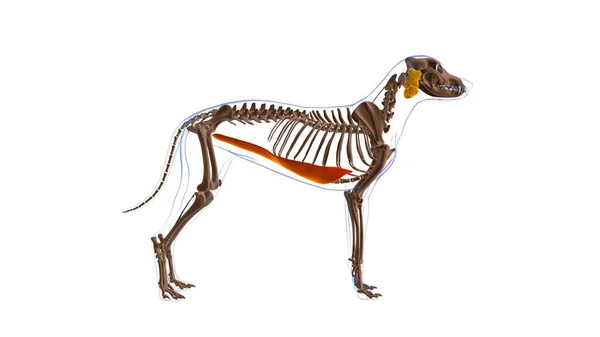 Rectus Abdomus筋肉犬の筋肉解剖学 3Dイラスト — ストック写真