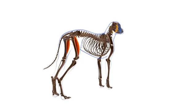 Anatomie Musculaire Chien Muscle Rectus Femoris Pour Illustration Médicale Concept — Photo