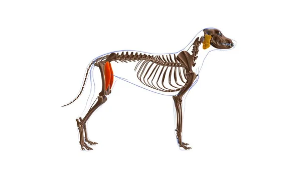Anatomía Del Músculo Del Músculo Del Recto Femoris Del Perro — Foto de Stock