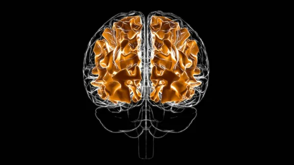 Cerebro Materia Blanca Del Hemisferio Cerebral Anatomía Para Concepto Médico — Foto de Stock