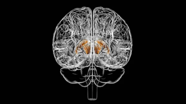 Anatomía Del Núcleo Caudado Cerebral Para Concepto Médico Ilustración — Foto de Stock