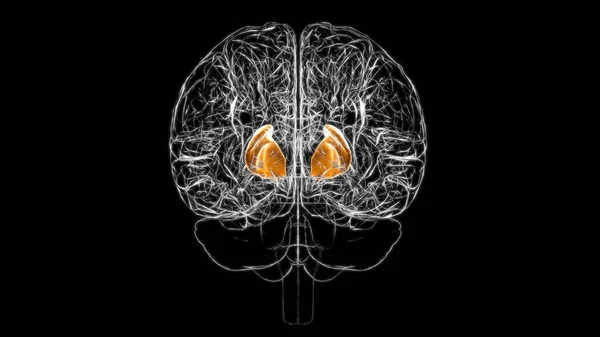 Anatomia Cápsula Interna Cérebro Para Ilustração Médica Conceito — Fotografia de Stock