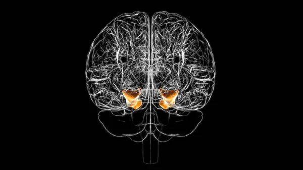 Anatomía Del Giro Parahipocampo Cerebral Para Concepto Médico Ilustración — Foto de Stock