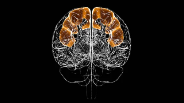 Anatomia Pré Central Giro Cérebro Para Ilustração Médica Conceito — Fotografia de Stock