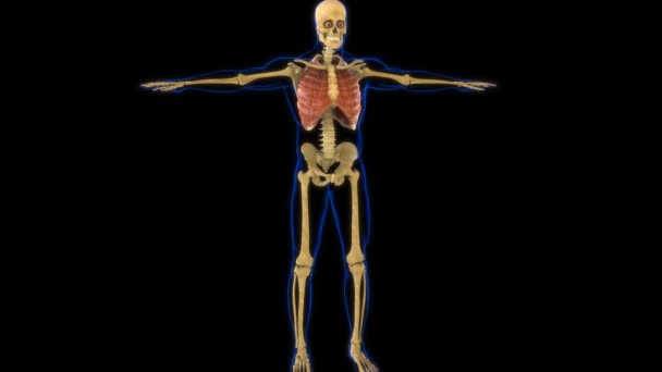 Межреберная Мышечная Анатомия Медицинской Концепции Анимации — стоковое видео