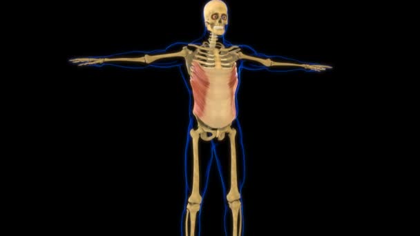 Abdominal External Oblique Muscle Anatomy Medical Concept Animation — Stock Video