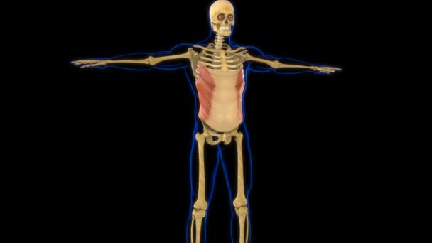 Abdominale Externe Bliksem Spieranatomie Voor Medisch Concept Animatie — Stockvideo