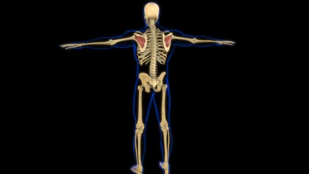 Anatomia Mięśni Infraspinatus Dla Koncepcji Medycznej Animacja — Wideo stockowe