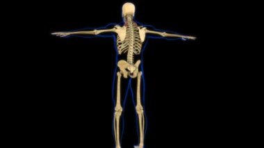 Levator Tıbbi Konsept 3 boyutlu animasyon için Kas Anatomisini Scapulae Etti
