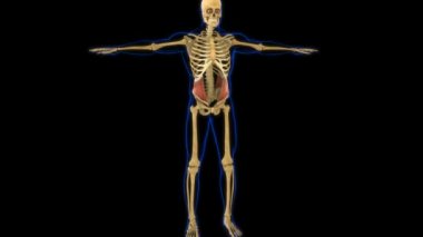 Tıbbi Konsept 3D Animasyon İçin İç Oblik Anatomisi