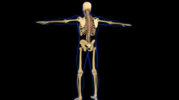 Анатомия Мышц Длинноволосых Медицинской Трехмерной Анимации — стоковое видео
