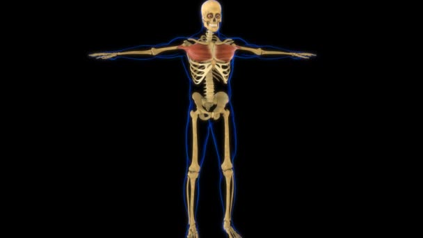 医学概念3D动画的胸肌解剖 — 图库视频影像
