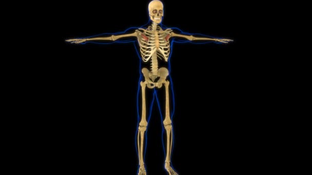Pectoralis Minor Muscle Anatomy Medical Animation — стоковое видео