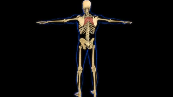 Rhomboid 医学的概念のための主要な筋肉解剖学3Dアニメーション — ストック動画