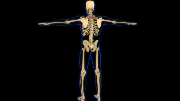 Rhomboide Minor Muscle Anatomy Für Medizinisches Konzept Animation — Stockvideo