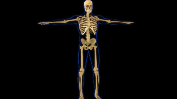 Анатомия Передних Мышц Serratus Анимации Медицинской Концепции — стоковое видео