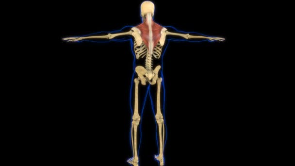 医学的概念のためのトラペジウス筋解剖学3Dアニメーション — ストック動画