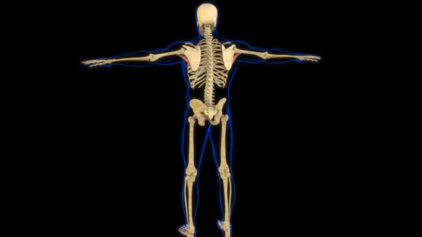 医学概念3D动画的主要肌肉解剖 — 图库视频影像