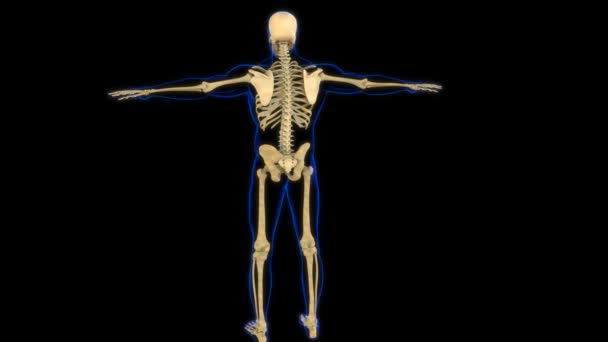 Tıbbi Konsept Boyutlu Animasyon Için Supraspinatus Kas Anatomisi — Stok video